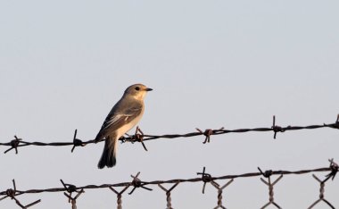 Avrupa Pied Flycatcher - Ficedula hypoleuca, Girit