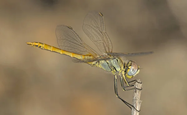 Zwervende Heidelibel Sympetrum Fonscolombii Crete — Stockfoto