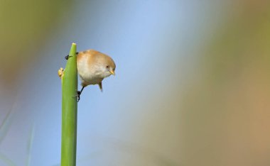 Sakallı Reedling (Panurus biarmicus), Yunanistan