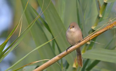 Sakallı Reedling (Panurus biarmicus), Yunanistan