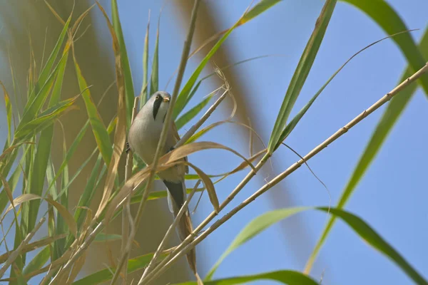 수염이 산호초 Panurus Biarmicus 그리스 — 스톡 사진