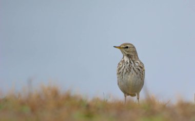 Su Pipit Anthus spinoletta, Yunanistan