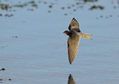 Bir ahır kırlangıcı - Hirundo rustica, Girit 