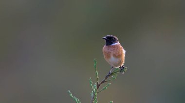 Ortak Taş Şapka - Saxicola Rubicola, Girit