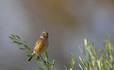 Ortak Taş Şapka - Saxicola Rubicola, Girit