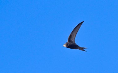Apus apus (ortak Swift, Avrupa Swift, SWIFT), Yunanistan