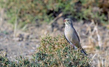 Ortolan Bunting (Emberiza hortulana), Girit