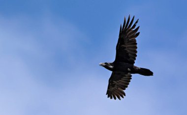 Ortak karga (Corvus corax), Crete