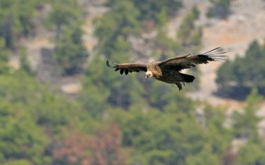 Griffon Vulture (Gyps fulvus), Girit