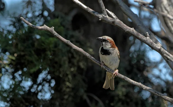 House Sparrow Passer Domesticus Greece — Stock Photo, Image