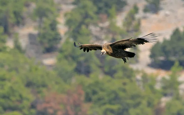 Griffon Vulture Gyps Fulvus Crète — Photo