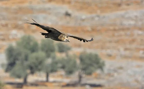 Griffon Vulture Gyps Fulvus Crète — Photo