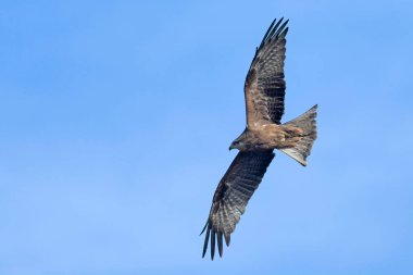 Milvus migrans (Siyah Uçurtma), Girit