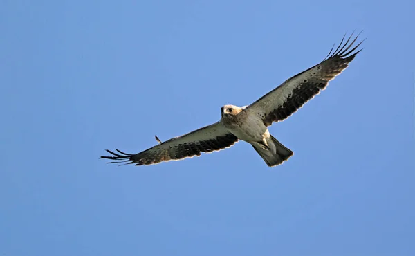 Çizmeli kartal (Aquila pennata), Yunanistan