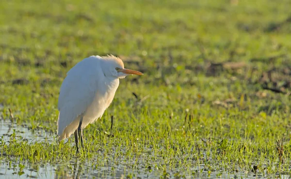 Egret Bubulcus Ibis Crete — стоковое фото