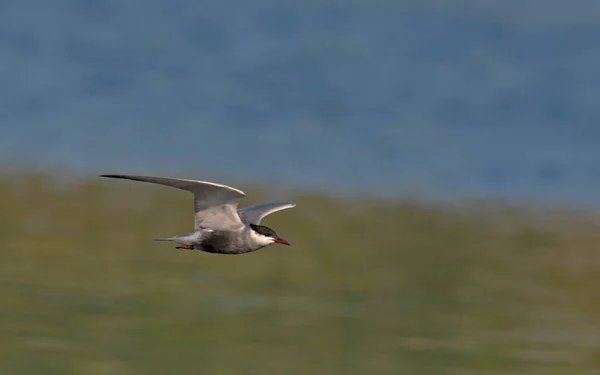 Morrhår Tärna Chlidonias Hybridus Crete — Stockfoto