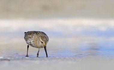 Bir Dunlin - Calidris Alpina, Girit