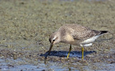 Kırmızı düğüm (Calidris canutus), Yunanistan