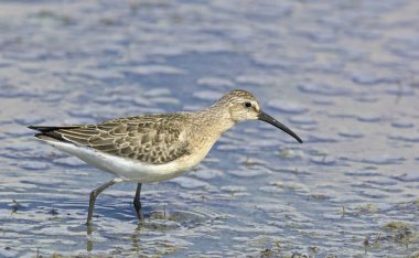 Curlew Sandpiper (Calidris ferruginea), Yunanistan