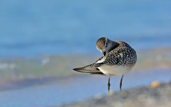 Chorro Gris Pluvialis Squatarola Creta —  Fotos de Stock