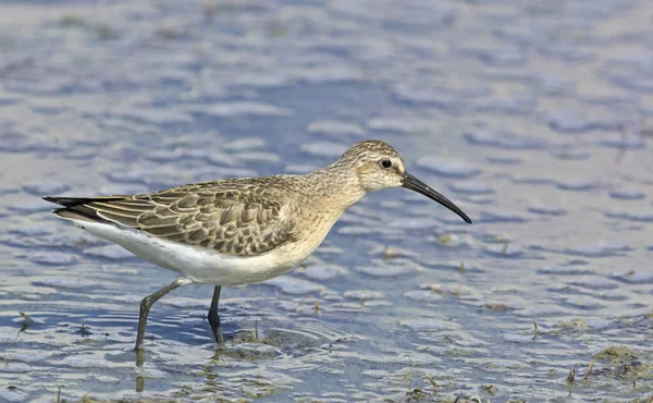 ギリシャのCurlew Sandpiper Calidris Ferruginea ギリシャ — ストック写真