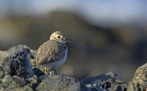 大きい砂千鳥 Charadrius Leschenaultii ギリシャ — ストック写真