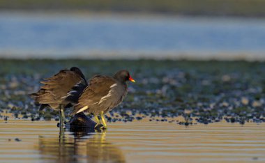 Moorhen - Gallinula kloropus, Girit