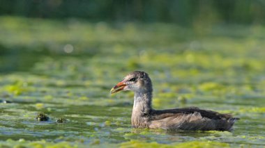 Juvenile Moorhen - Gallinula kloropus, Girit