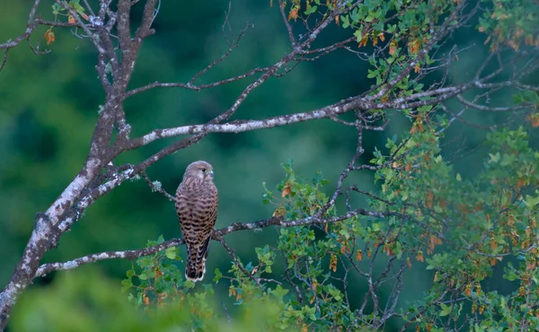 Juvenile Kestrel Falco Tyunculus Греция — стоковое фото