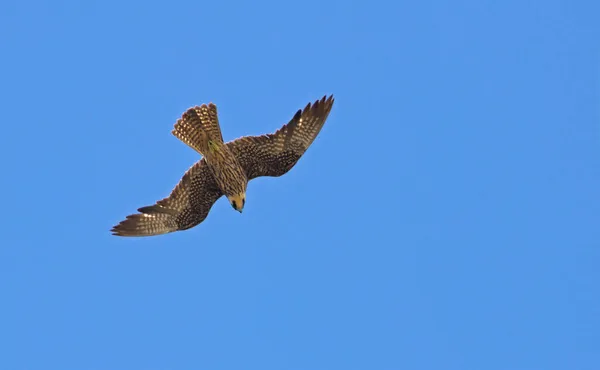 Falco Eleonorae Eleonora Falcon Greece — Stock Photo, Image