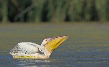 Büyük beyaz Pelikan (Pelecanus onocrotalus), Crete