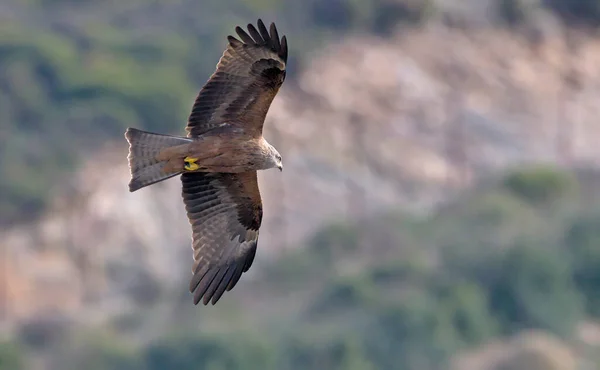 Milvus Migrans Svart Drake Kreta — Stockfoto