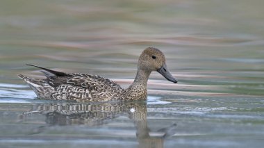 Pintail veya Kuzey Pintail (Anas acuta), Girit