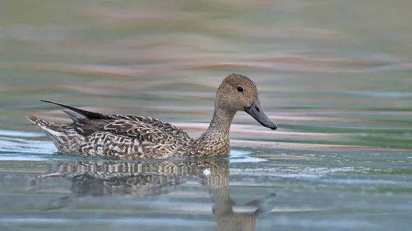 Canard Pilet Canard Pilet Anas Acuta Crète — Photo