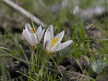 Crocus laevigatus çiçekleri, Girit