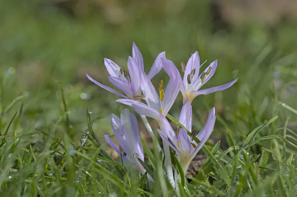 Cretan Colchicum Colchicum Cretense Kréta — Stock Fotó