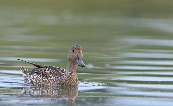 Pintail Veya Kuzey Pintail Anas Acuta Girit — Stok fotoğraf