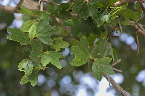 Zelkova abelicea, Ulmaceae familyasından bir ağaç türü olup Girit 'te ve Girit' te yaygın olarak Abelitsia olarak bahsedilir.