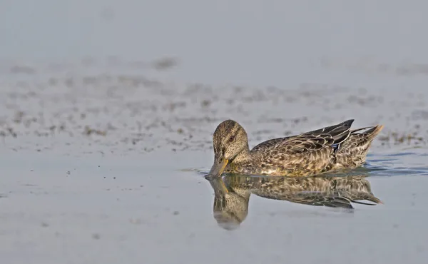 Eurasian Teal Anas Crecca Grécia — Fotografia de Stock