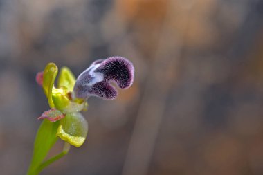 Ophrys 'in Çiçeği Fleischmannii, Girit