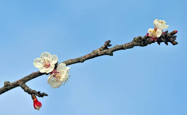 Flowers Apricot Tree Prunus Armeniaca Greece — Stock Photo, Image