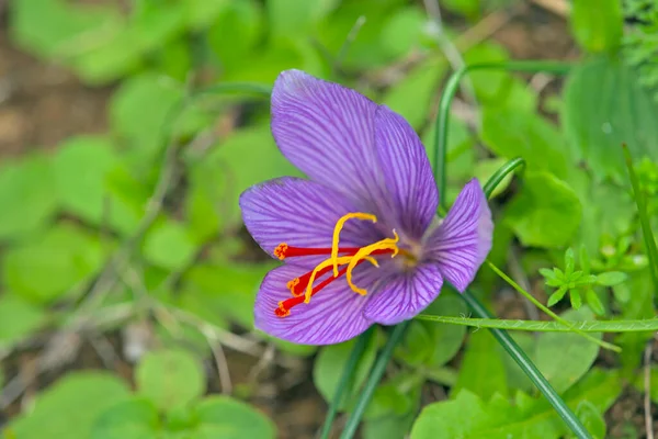 Crocus Cartwrightianus クレタ島の花 — ストック写真