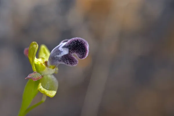 Flor Ophrys Fleischmannii Creta — Foto de Stock