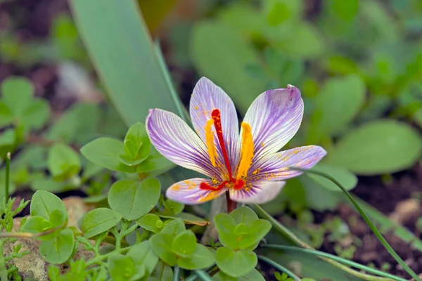 Crocus Cartwrightianus クレタ島の花 — ストック写真