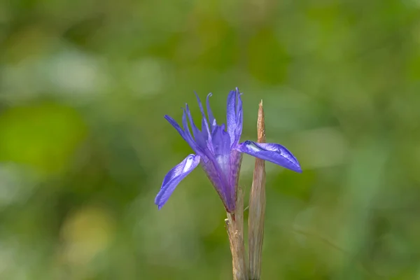 Gynandriris Sisyrinchium Barbary Nut Greece — Stock Photo, Image