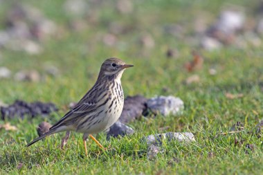Çayır incir kuşu (Anthus pratensis), Crete