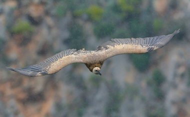 Griffon Vulture (Gyps fulvus), Girit