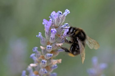 Kırmızı kuyruklu bumblebee (Bombus lapidarius), Yunanistan