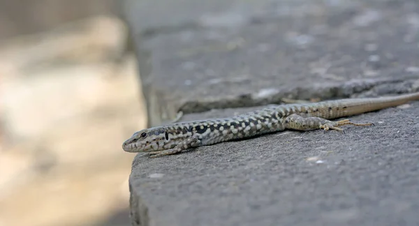 Erhard Wall Lizard Podarcis Erhardii Riveti Grammos Mountain Northwestern Greece — стоковое фото