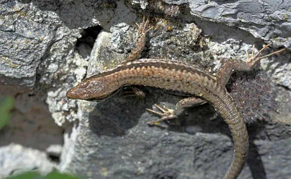 Common Wall Lizard Podarcis Muralis Grekland — Stockfoto